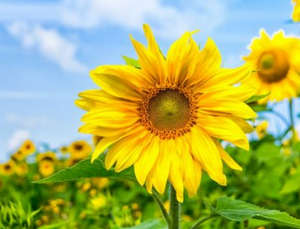 Sunflowers