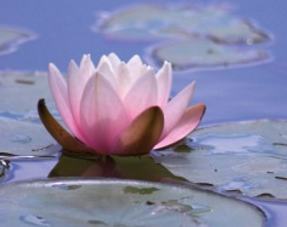 lotus blue water 1 lotus blue water 1